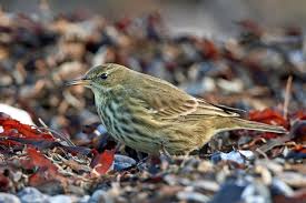 Image result for Anthus petrosus