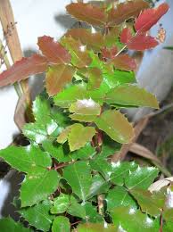 Attēlu rezultāti vaicājumam “Mahonia aquifolium leaf”