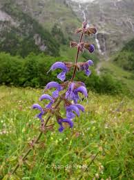 Image result for Salvia pratensis
