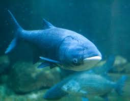 Image result for Hypophthalmichthys nobilis