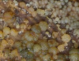 Attēlu rezultāti vaicājumam “Hypocrea gelatinosa”