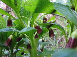 Attēlu rezultāti vaicājumam “Scopolia carniolica flower”