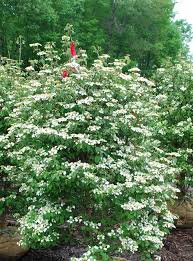 Attēlu rezultāti vaicājumam “Viburnum lantana  flower”