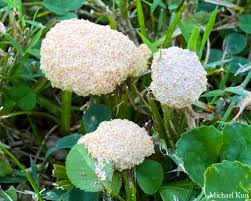 Attēlu rezultāti vaicājumam “Fuligo septica var. flava young”