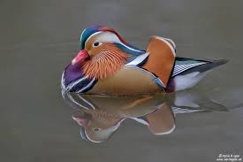 Attēlu rezultāti vaicājumam “Aix galericulata male”