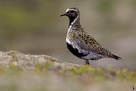 Attēlu rezultāti vaicājumam “Pluvialis apricaria”