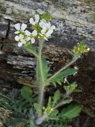 Attēlu rezultāti vaicājumam “Cardaminopsis arenosa”
