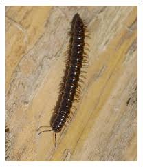 Attēlu rezultāti vaicājumam “Strongylosoma pallipes”