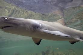 Image result for Negaprion brevirostris