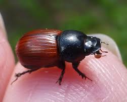 Attēlu rezultāti vaicājumam “Aphodius subterraneus”