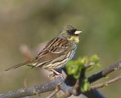 Image result for Emberiza spodocephala