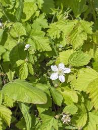 Image result for Rubus sectio