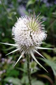 Image result for Dipsacus laciniatus