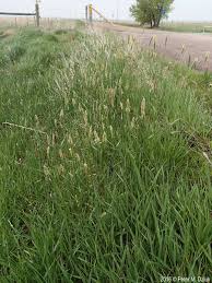 Attēlu rezultāti vaicājumam “Alopecurus pratensis fruit”