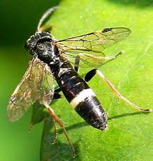 Attēlu rezultāti vaicājumam “Allantus cinctus”