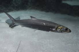 Image result for Elops saurus