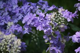 Image result for Leaves Green Bowmen