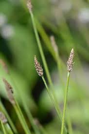 Attēlu rezultāti vaicājumam “Eleocharis palustris flower”