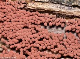 Attēlu rezultāti vaicājumam “Arcyria affinis”