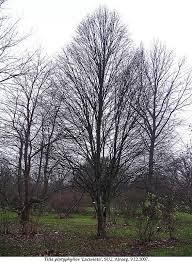 Attēlu rezultāti vaicājumam “Tilia platyphyllos Laciniata fruit”