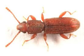 Attēlu rezultāti vaicājumam “Silvanidae”