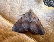 Attēlu rezultāti vaicājumam “Pennithera firmata”