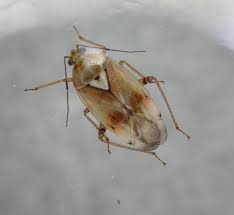 Attēlu rezultāti vaicājumam “Lygus pratensis imago”