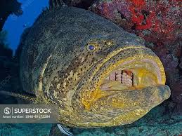 Image result for Epinephelus itajara