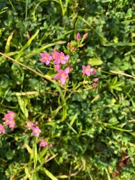 Attēlu rezultāti vaicājumam “Centaurium erythraea leaf”