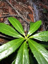 Attēlu rezultāti vaicājumam “Chimaphila umbellata leaf”