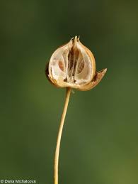 Attēlu rezultāti vaicājumam “Linum usitatissimum bud”