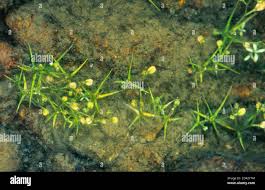 Attēlu rezultāti vaicājumam “Isoetaceae”