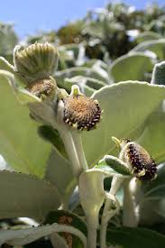 Attēlu rezultāti vaicājumam “Tubifera applanata sessile”