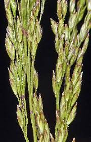 Attēlu rezultāti vaicājumam “Poa palustris leaf”