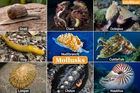 Attēlu rezultāti vaicājumam “Mollusca”