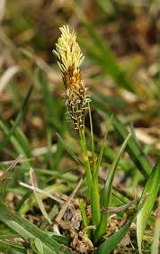 Attēlu rezultāti vaicājumam “Carex caryophyllea flower”
