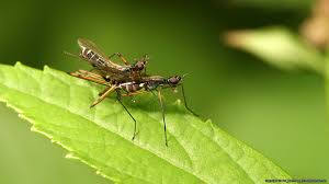 Attēlu rezultāti vaicājumam “Micropezidae”