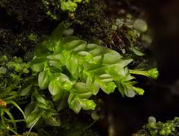 Attēlu rezultāti vaicājumam “Tetraphis pellucida”