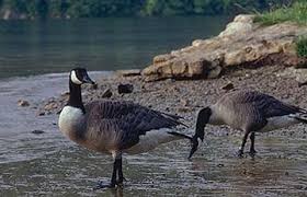 Attēlu rezultāti vaicājumam “Branta canadensis adult”
