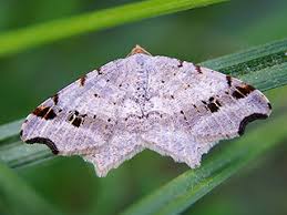 Attēlu rezultāti vaicājumam “Macaria alternata”