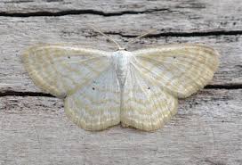 Attēlu rezultāti vaicājumam “Scopula floslactata imago”