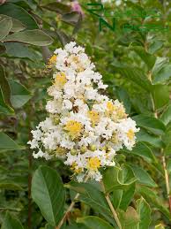 Image result for Lagerstroemia