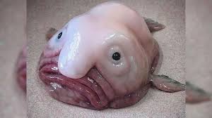 Image result for blobfish
