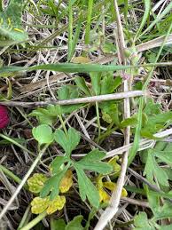 Attēlu rezultāti vaicājumam “Ranunculus auricomus leaf”