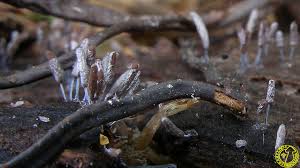 Attēlu rezultāti vaicājumam “Stemonitopsis typhina var. similis”