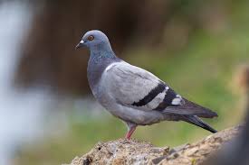 Attēlu rezultāti vaicājumam “Columba livia f. domestica adult”