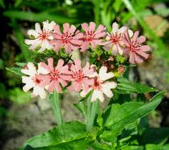 Image result for Lychnis chalcedonica `Dusky Salmon`