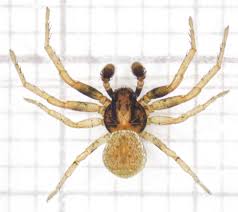 Attēlu rezultāti vaicājumam “Thomisidae”