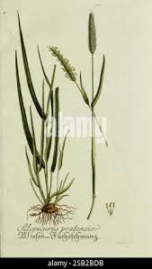 Attēlu rezultāti vaicājumam “Alopecurus pratensis flower”