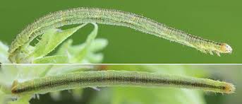 Attēlu rezultāti vaicājumam “Eupithecia subumbrata”